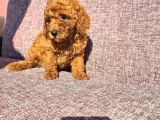 Toy Poodle Red Yavrularımız