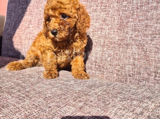 Toy Poodle Red Yavrularımız görsel
