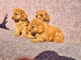 Toy Poodle Red Yavrularımız