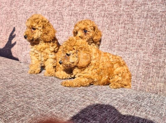Toy Poodle Red Yavrularımız görsel