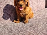 Toy Poodle Red Yavrularımız