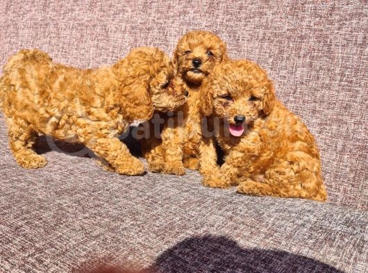 Toy Poodle Red Yavrularımız görsel