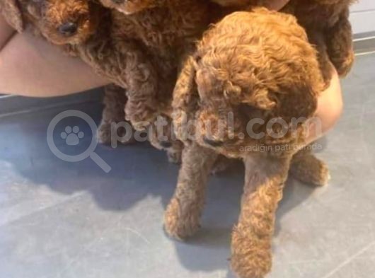 Toy Poodle Red Yavrularımız