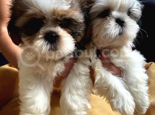 Mükemmel Shih Tzu Bebekler görsel