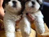 Mükemmel Shihtzu Yavrular