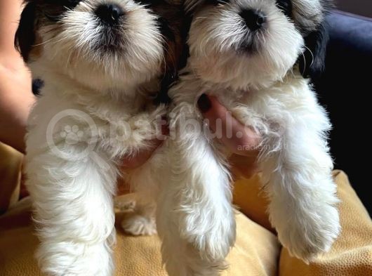 Mükemmel Shihtzu Yavrular