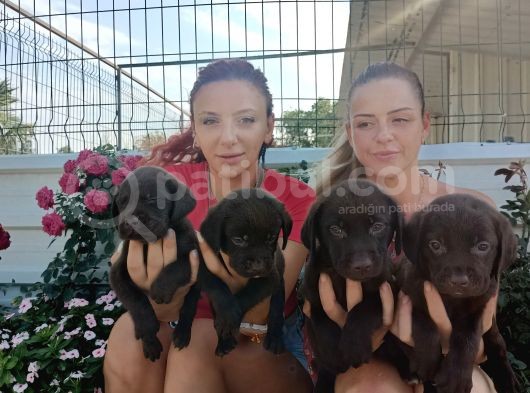 Mükemmel Kalite Labrador Yavrularım görsel