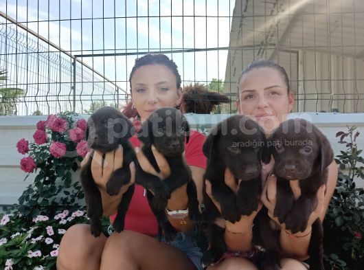 Mükemmel Kalite Labrador Yavrularım görsel