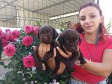 Mükemmel Kalite Labrador Yavrularım
