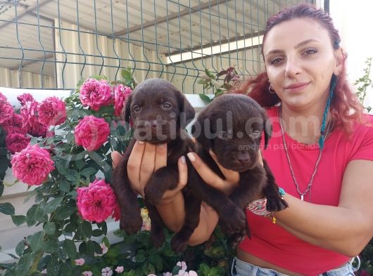 Mükemmel Kalite Labrador Yavrularım görsel