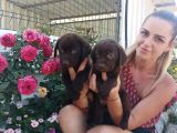Mükemmel Kalite Labrador Yavrularım