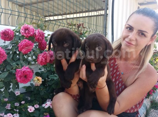 Mükemmel Kalite Labrador Yavrularım