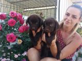 Mükemmel Kalite Labrador Yavrularım