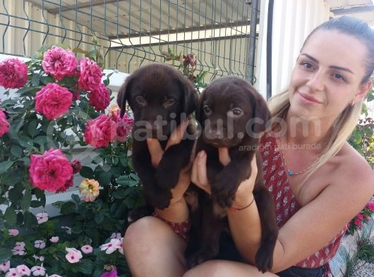 Mükemmel Kalite Labrador Yavrularım görsel