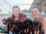 Mükemmel Kalite Labrador Yavrularım