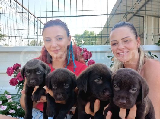 Mükemmel Kalite Labrador Yavrularım görsel