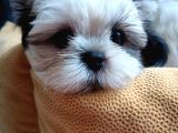 Mükemmel Shihtzu Yavrular