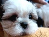 Mükemmel Shihtzu Yavrular