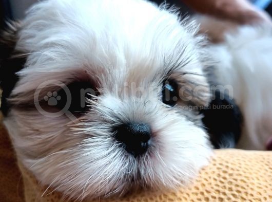 Mükemmel Shihtzu Yavrular görsel