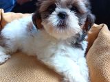 Mükemmel Shihtzu Yavrular