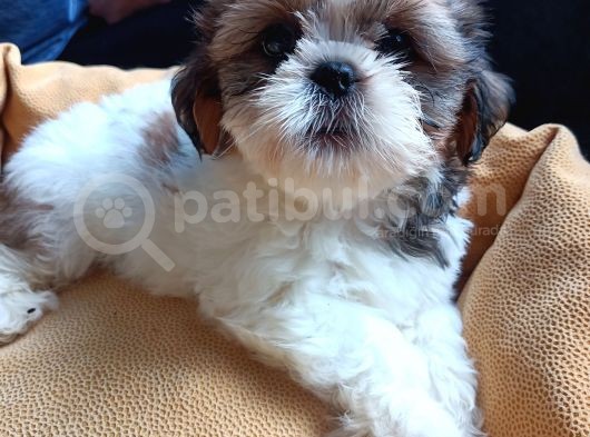 Mükemmel Shihtzu Yavrular görsel