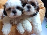 Mükemmel Shih Tzu Bebekler
