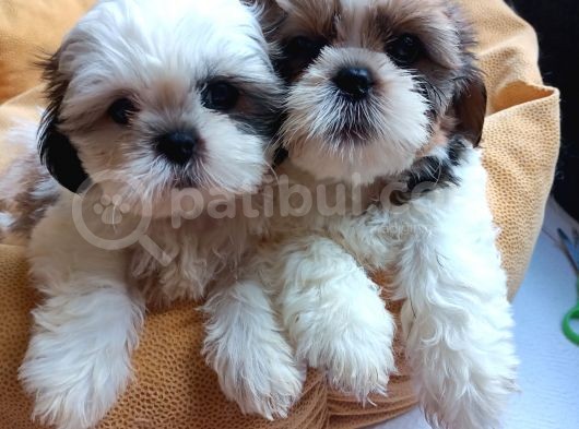 Mükemmel Shih Tzu Bebekler görsel