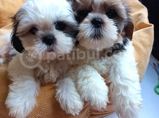 Mükemmel Shihtzu Yavrular görsel