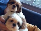 Mükemmel Shihtzu Yavrular