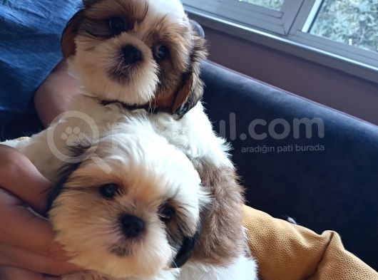 Mükemmel Shihtzu Yavrular görsel