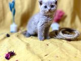 Top Kafa Scottish Fold Lİlac