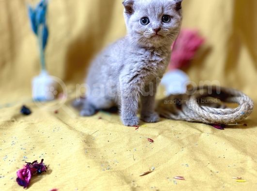 Top Kafa Scottish Fold Li̇lac