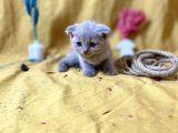Top Kafa Scottish Fold Li̇lac