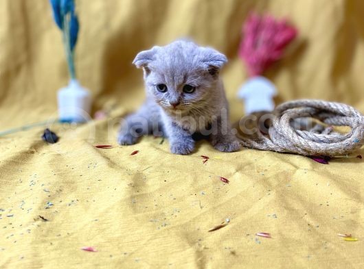 Top Kafa Scottish Fold Li̇lac görsel