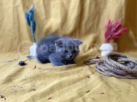Küt Kafa Scottish Fold Yavrumuz görsel