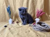 Küt Kafa Scottish Fold Yavrumuz