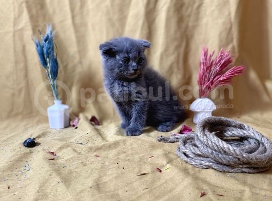 Küt Kafa Scottish Fold Yavrumuz