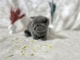 Küt Kafa Scottish Fold Yavrumuz