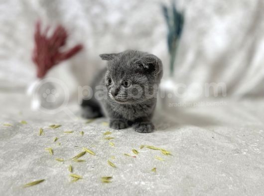 Küt Kafa Scottish Fold Yavrumuz görsel
