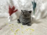 Küt Kafa Scottish Fold Yavrumuz