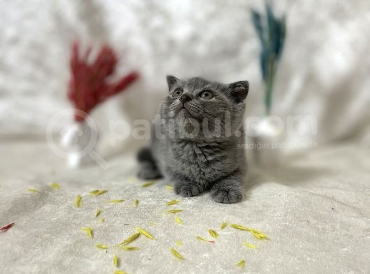 Küt Kafa Scottish Fold Yavrumuz görsel