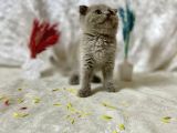 Top Kafa Scottish Fold Li̇lac