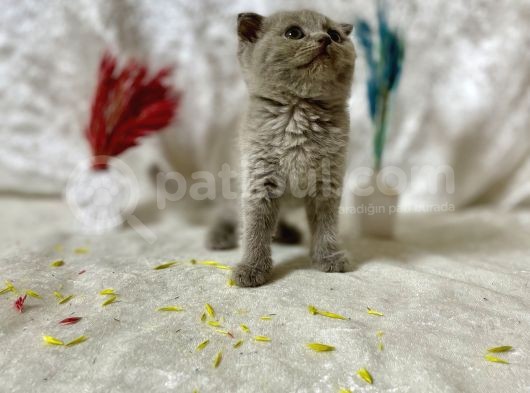 Top Kafa Scottish Fold Li̇lac görsel