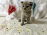 Top Kafa Scottish Fold Li̇lac