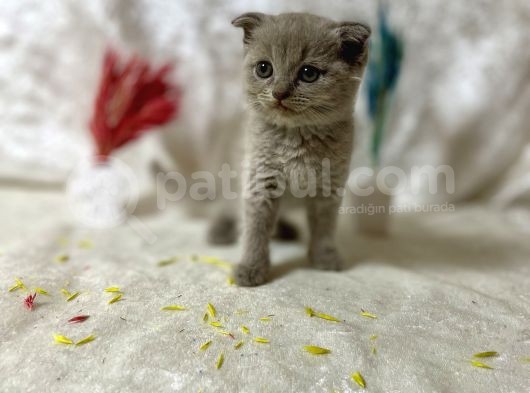 Top Kafa Scottish Fold Li̇lac görsel