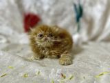 Show Kalite Garfield İran Yavru