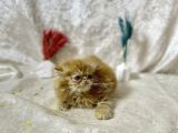 Show Kalite Garfield İran Yavru