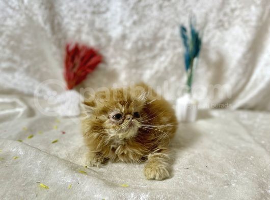 Show Kalite Garfield İran Yavru görsel