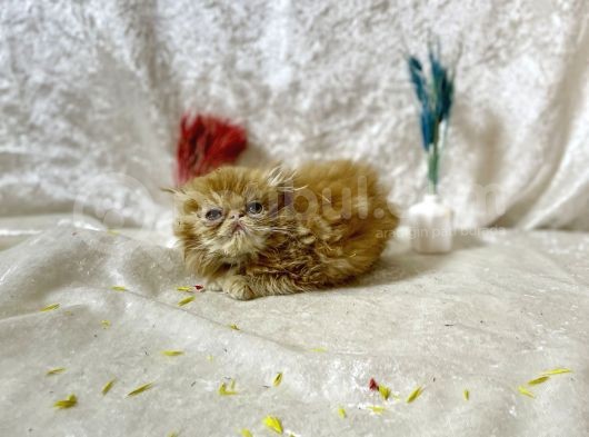 Show Kalite Garfield İran Yavru görsel