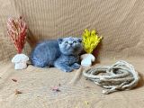 Küt Kafa Scottish Fold Yavrumuz